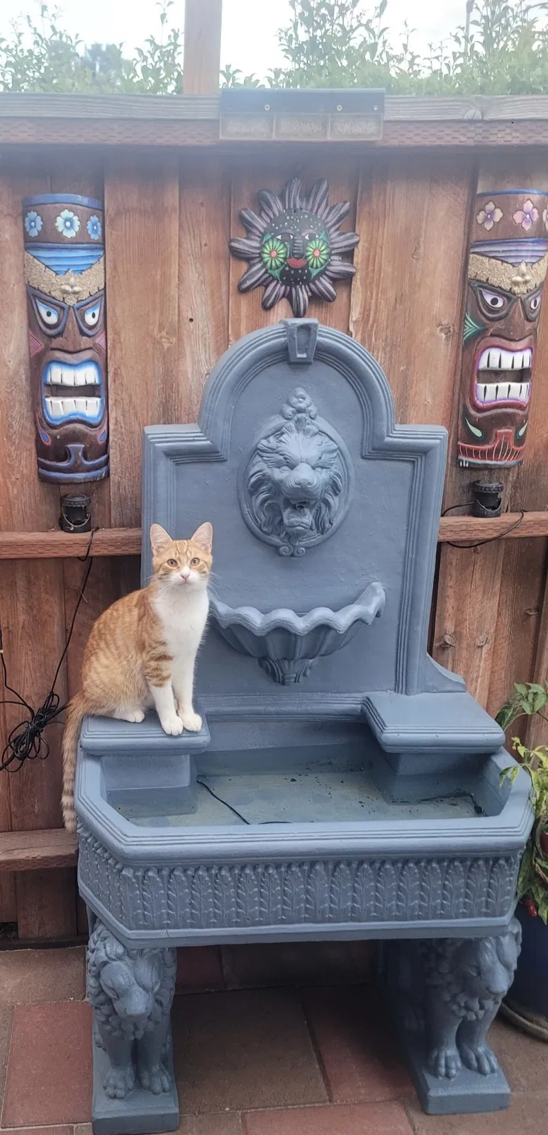 Lost cat in San Diego, CA, 92105