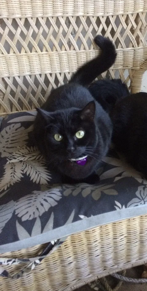 Lost cat in Salem, OR, 97302