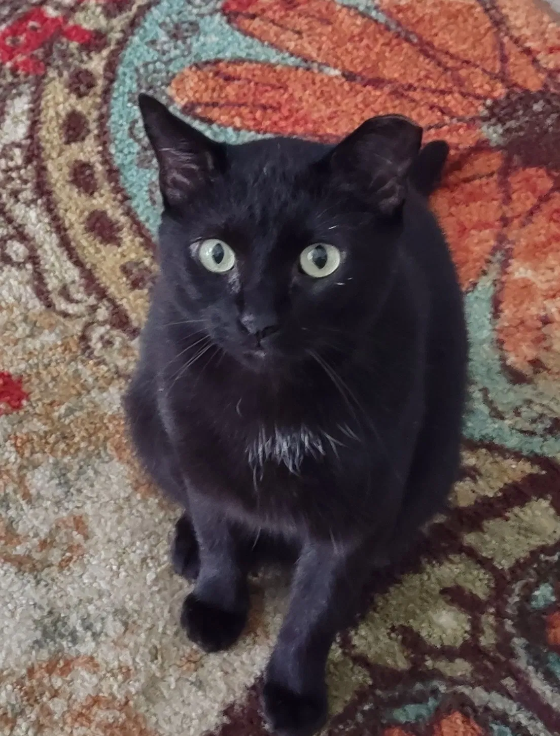 Lost cat in Austin, TX, 78751
