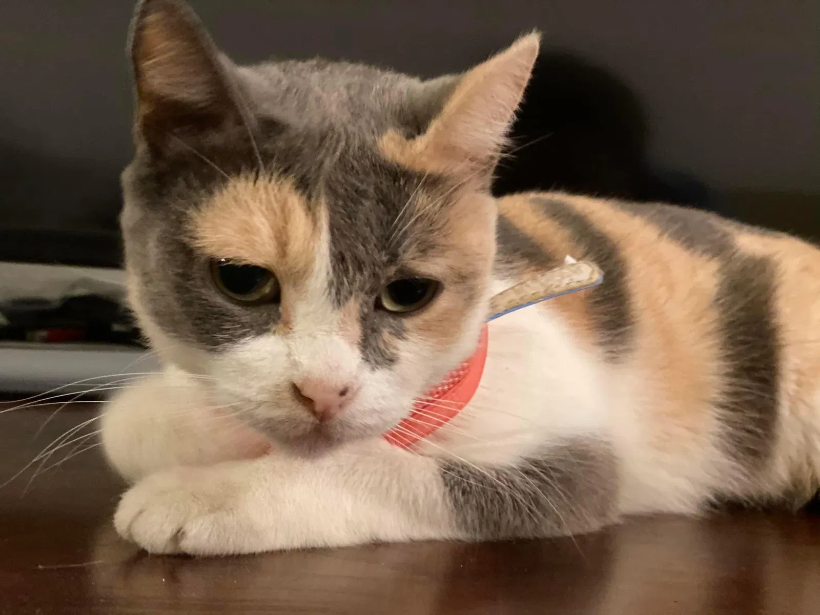Lost cat in Rowland Heights, CA, 91748