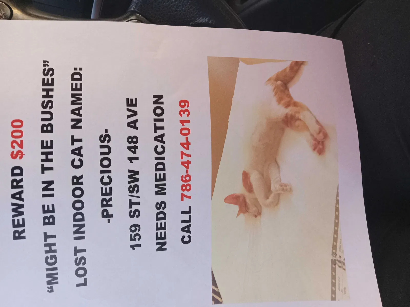 Lost cat in Miami, FL, 33187
