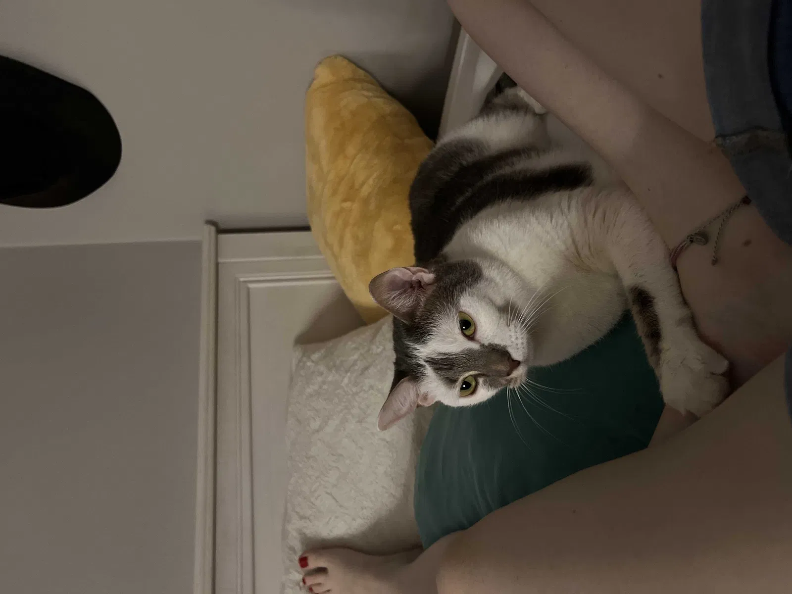 Lost cat in Orlando, FL, 32839