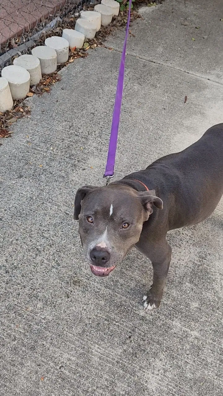 Lost dog in San Antonio, TX, 78212