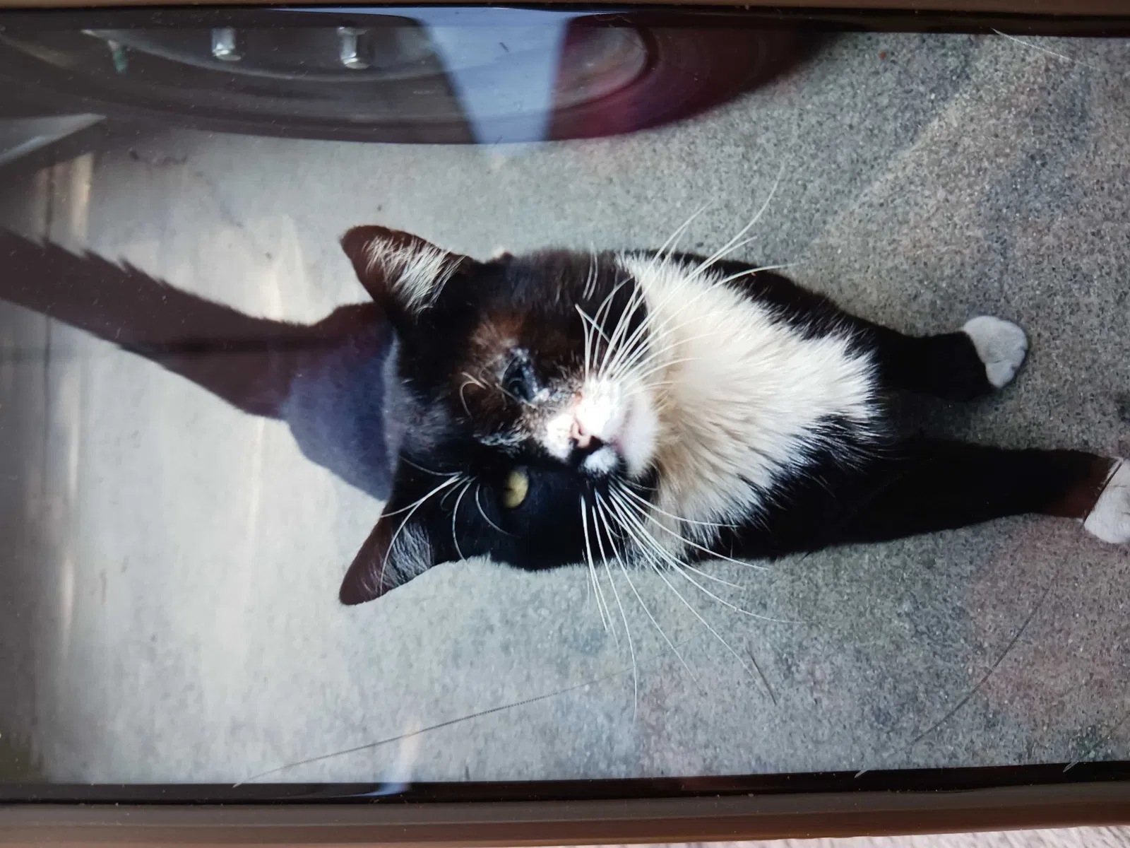 Lost cat in Riverside, CA, 92505