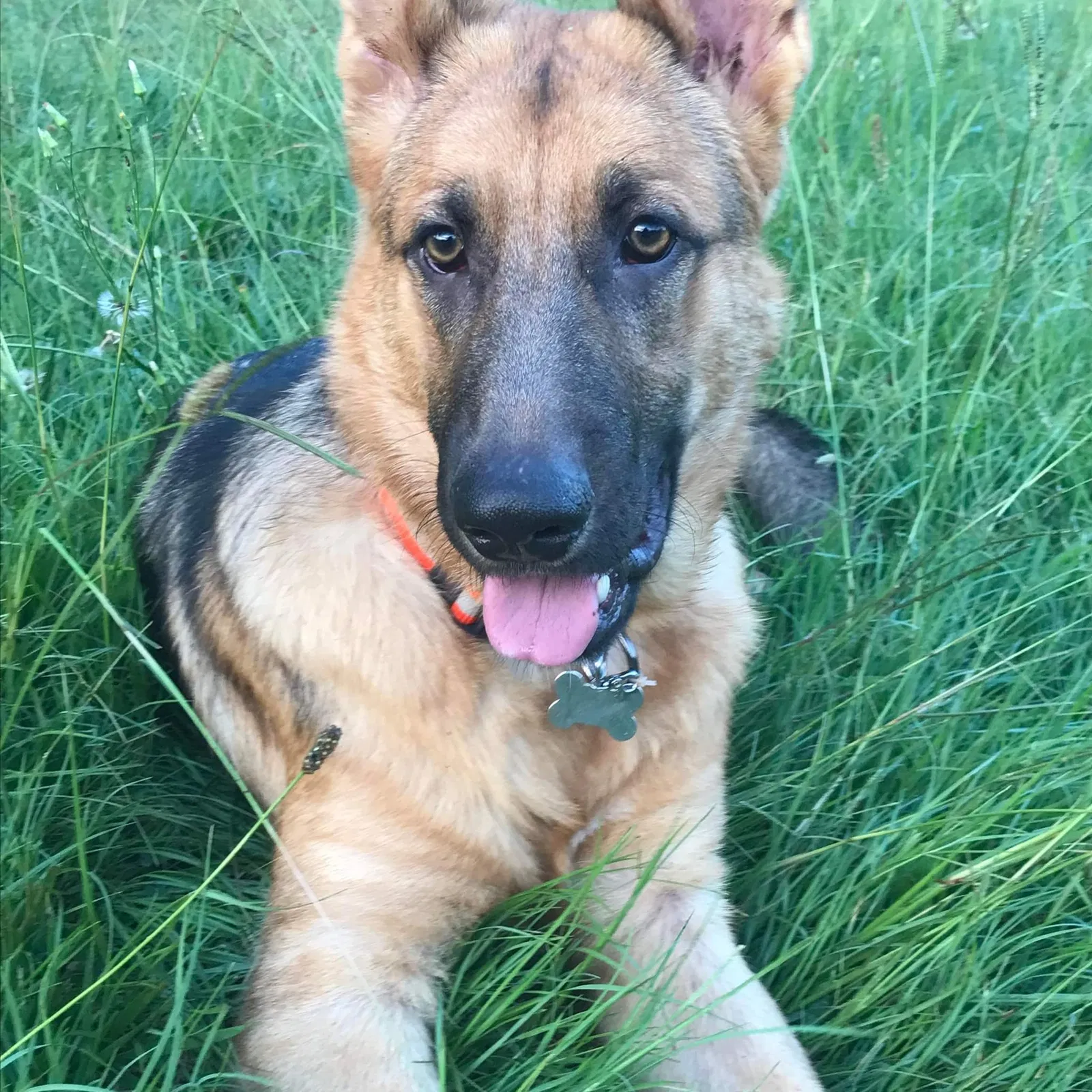 Lost dog in Springville, AL, 35146