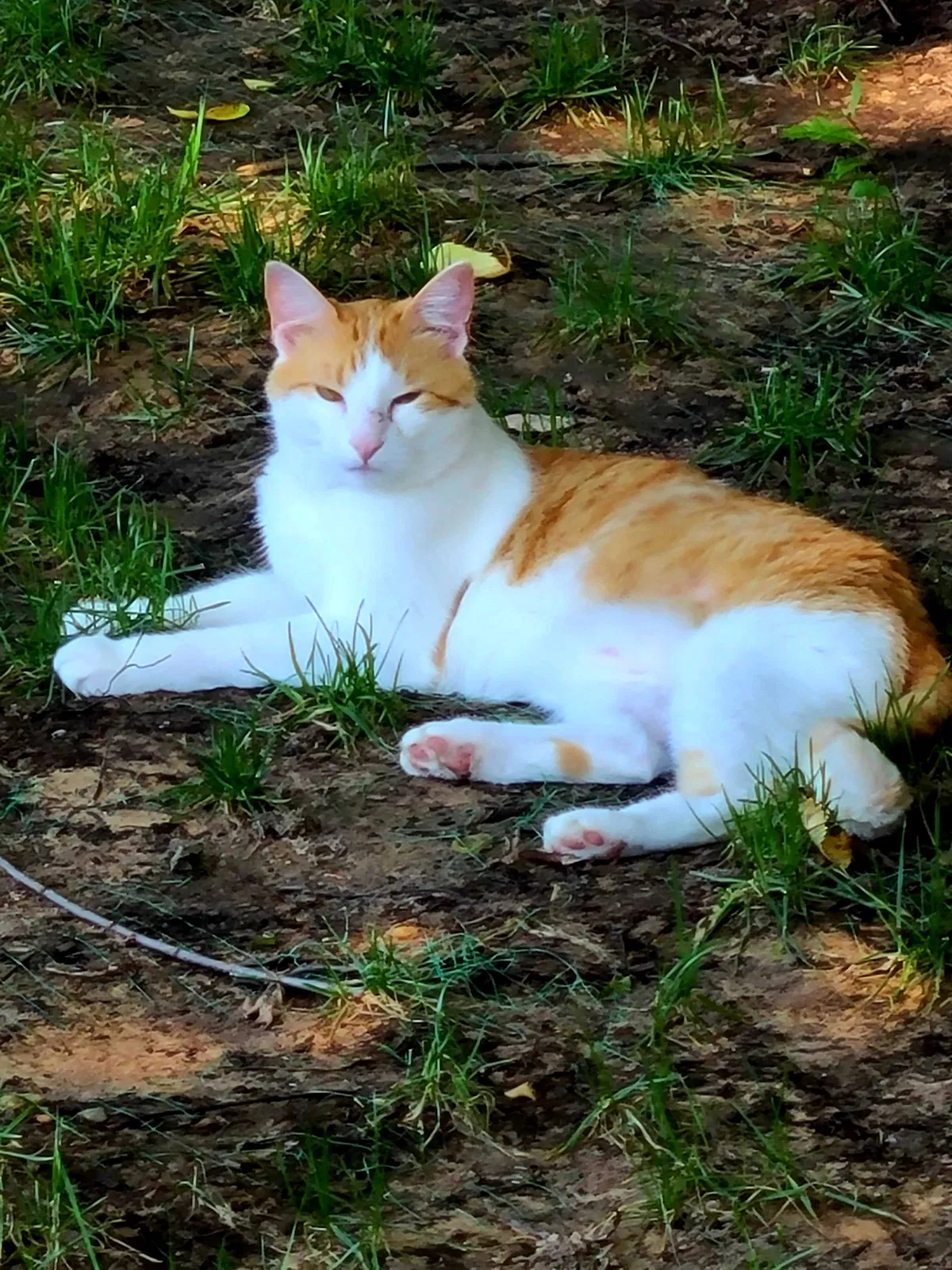 Lost cat in Broken Arrow, OK, 74012