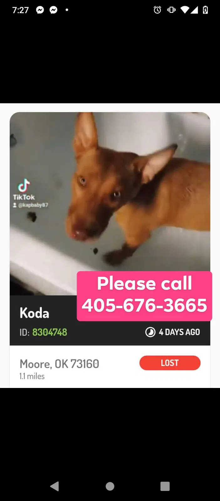 Lost dog in Oklahoma City, OK, 73160