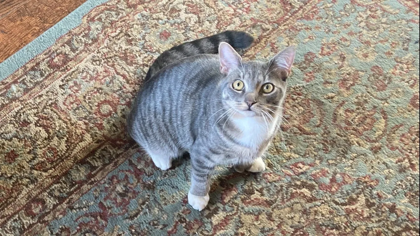 Lost cat in Jersey City, NJ, 7302