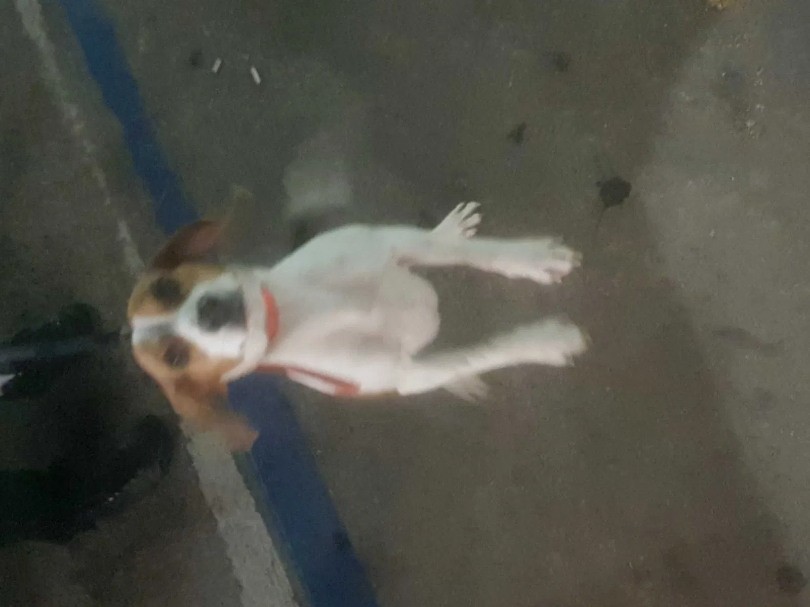 Lost dog in Brooksville, FL, 34604