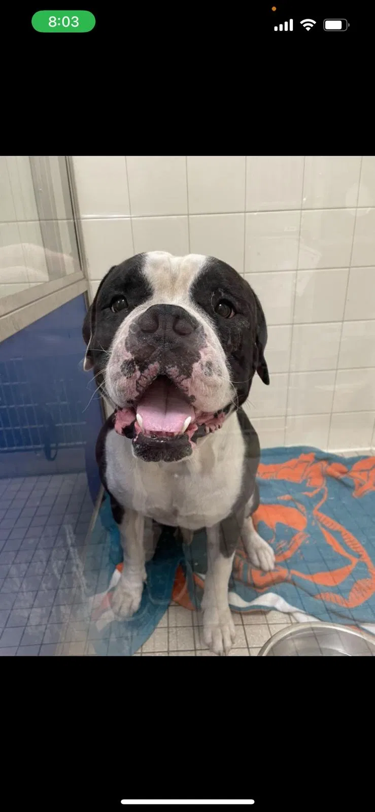 Lost dog in Hollywood, FL, 33023