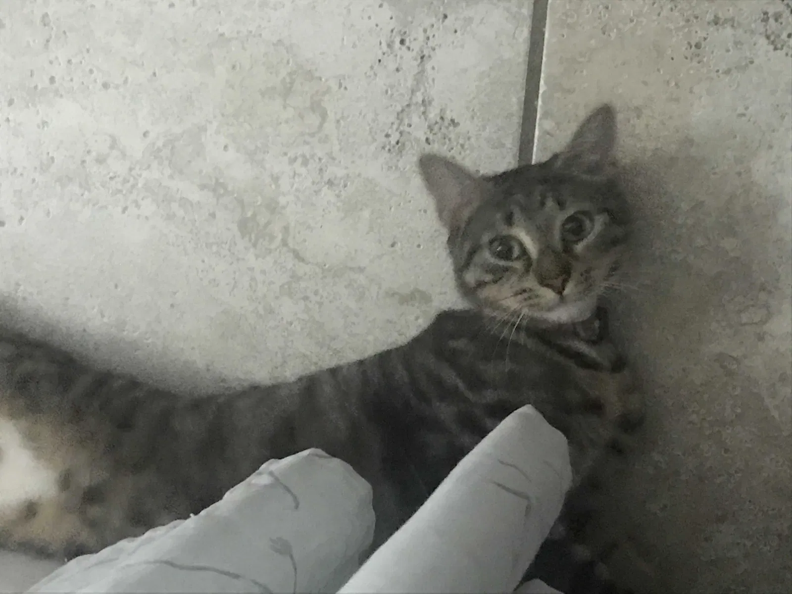 Lost cat in Cherry Hill, NJ, 8002