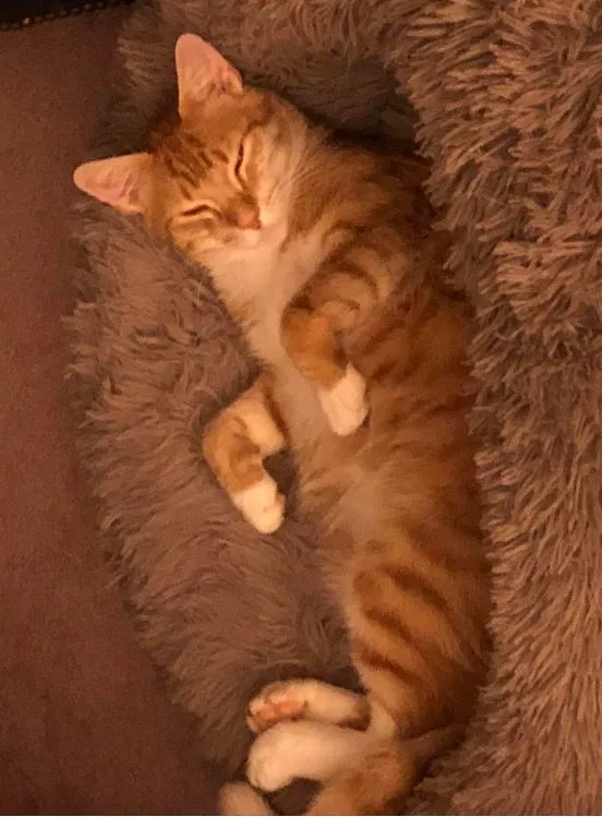 Lost cat in Sumter, SC, 29150