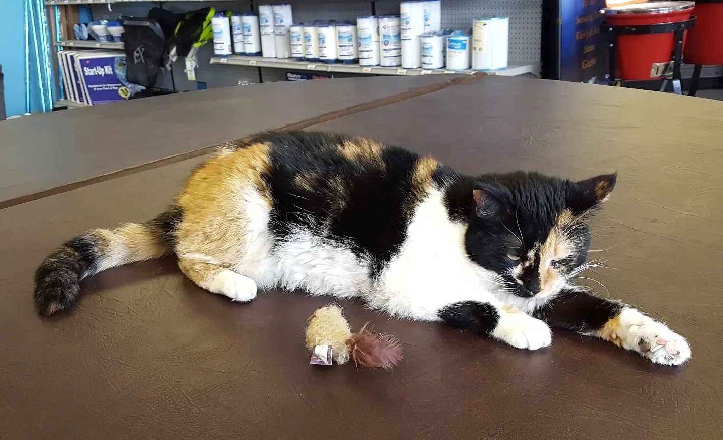 Lost cat in Brookfield, WI, 53005