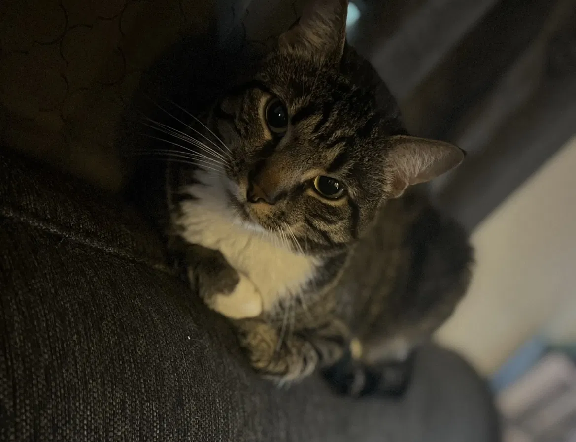 Lost cat in Norristown, PA, 19401