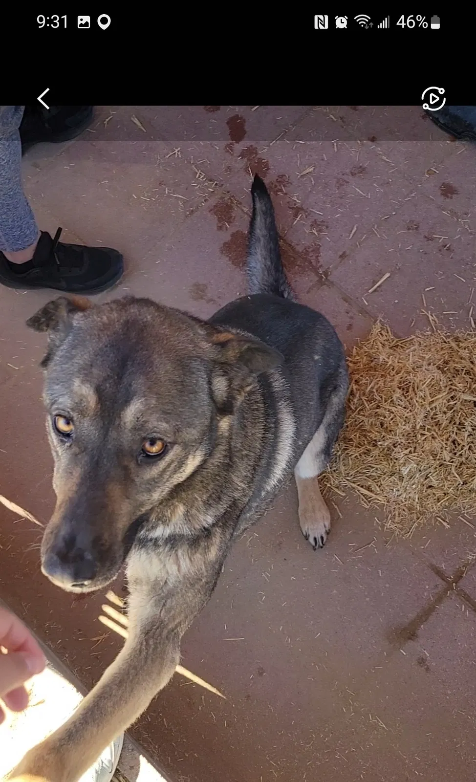 Lost dog in Rio Rancho, NM, 87124