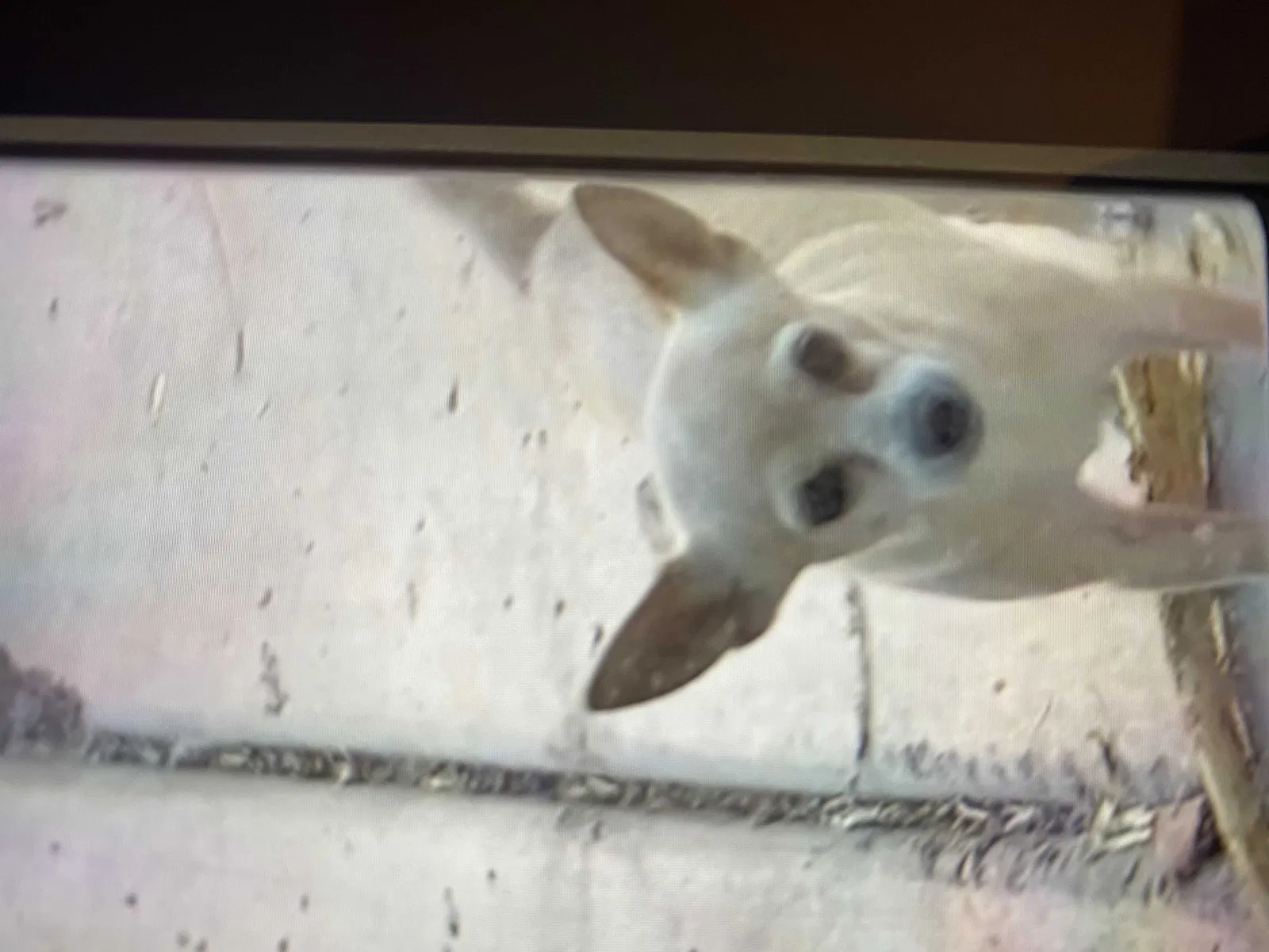 Lost dog in North Las Vegas, NV, 89081