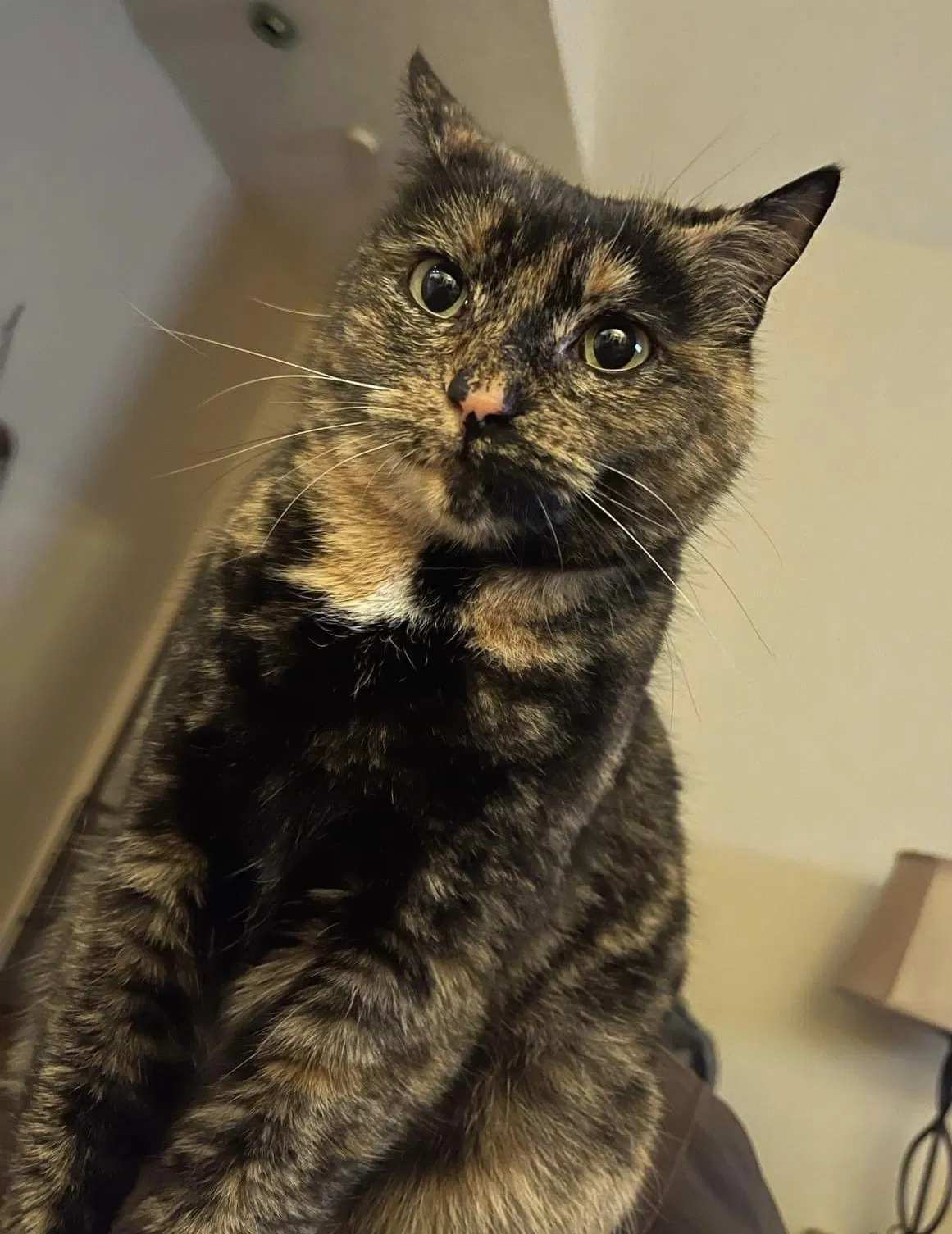 Lost cat in Madison, AL, 35758