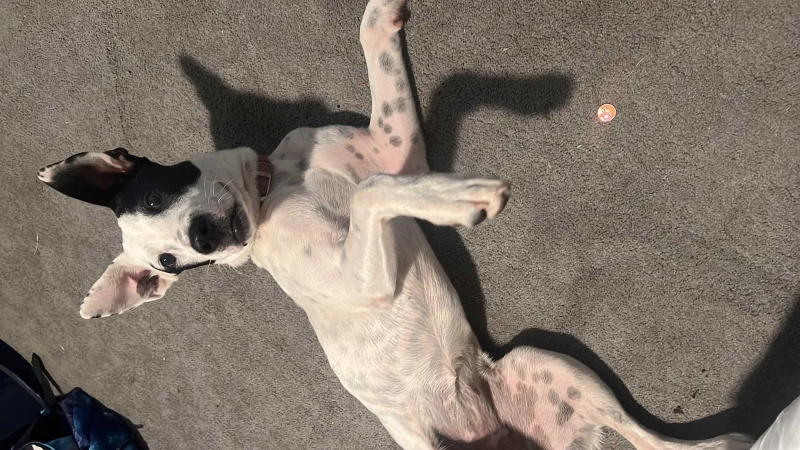 Lost dog in Hollywood, FL, 33024