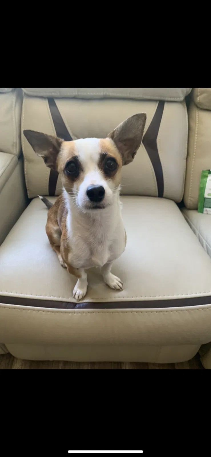 Lost dog in Portland, OR, 97216