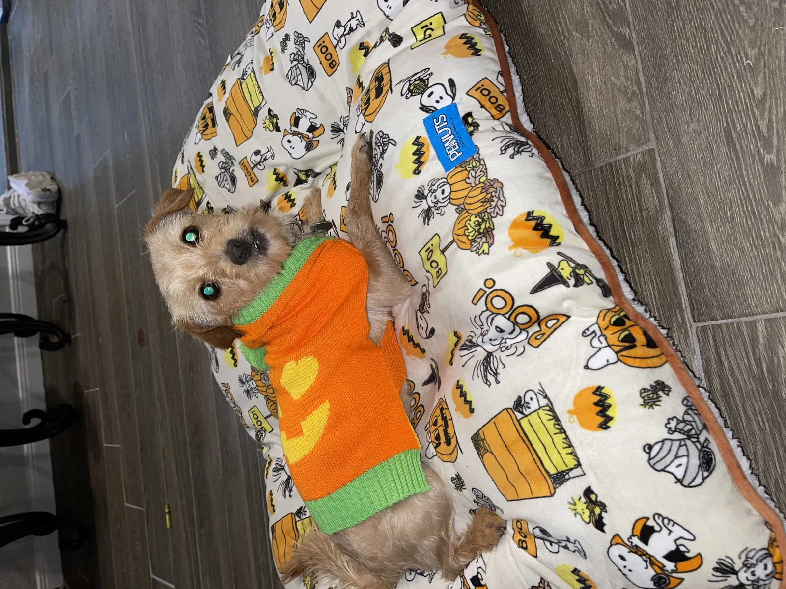 Lost dog in South Houston, TX, 77587