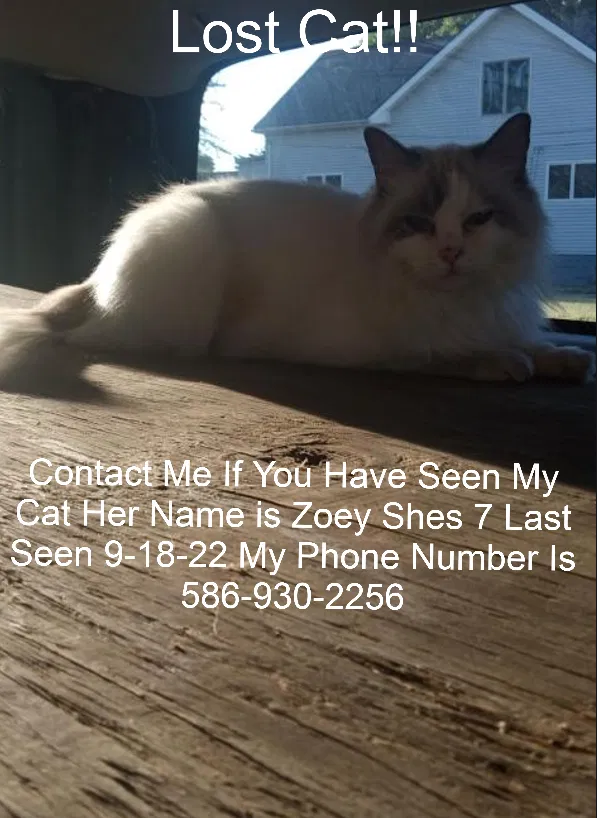Lost cat in Warren, MI, 48092