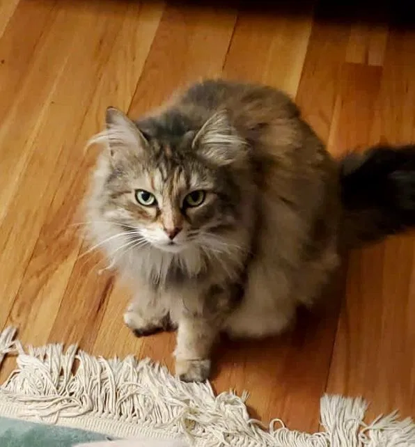 Lost cat in Providence, RI, 2908