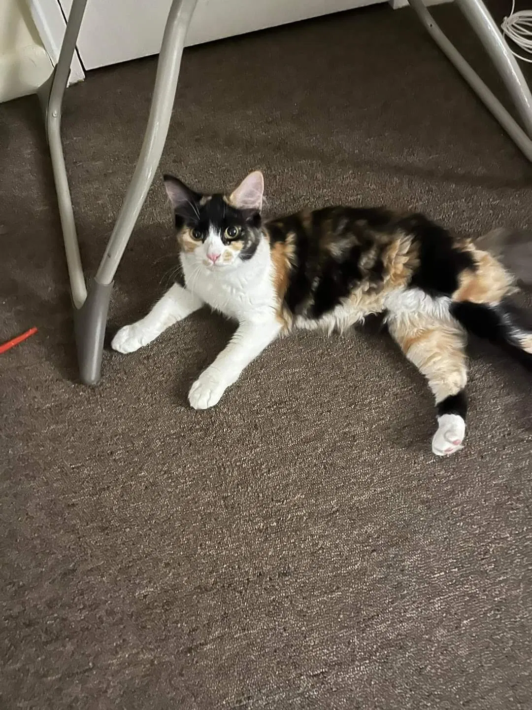 Lost cat in Cuyahoga Falls, OH, 44223