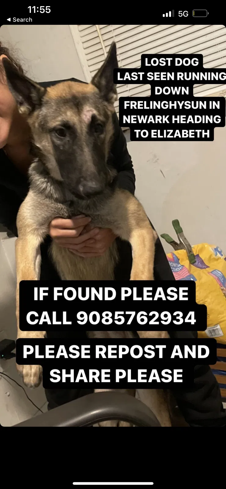Lost dog in Newark, NJ, 7112