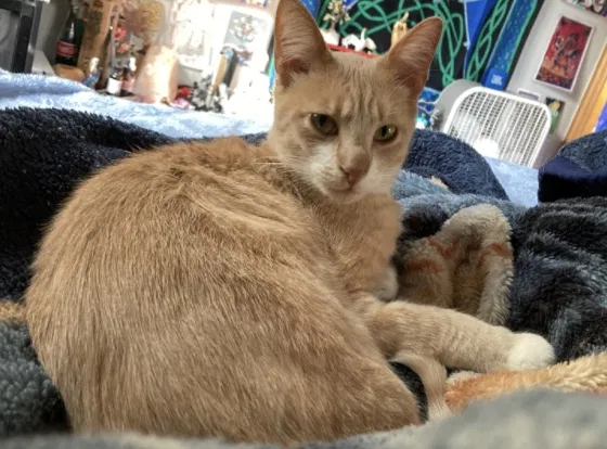 Lost cat in Mission, KS, 66205