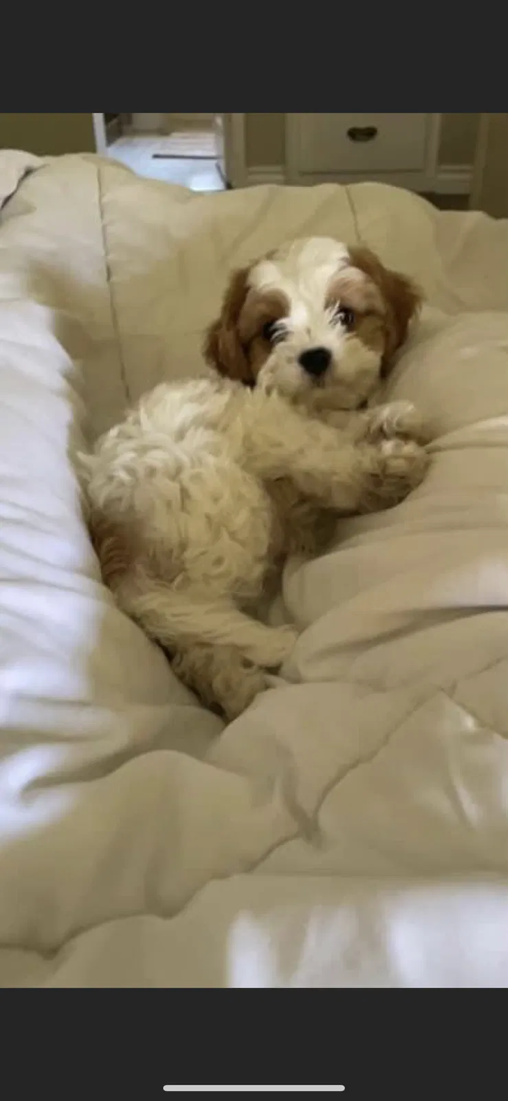 Lost dog in Costa Mesa, CA, 92627
