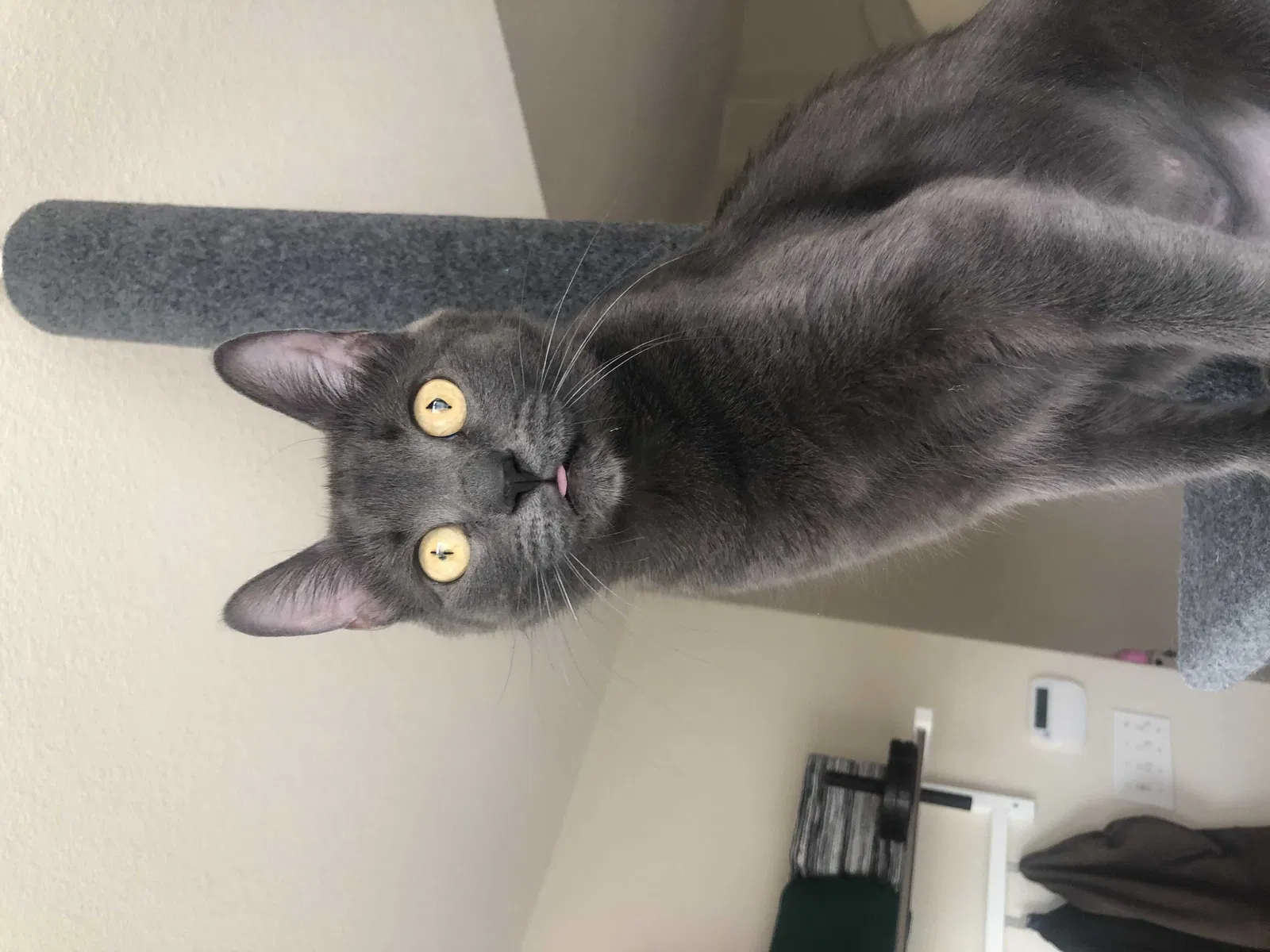 Lost cat in Albuquerque, NM, 87121