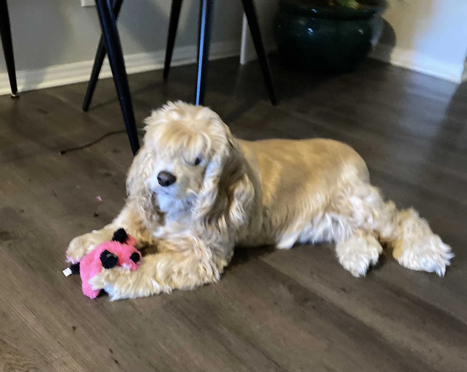 Lost dog in Fort Worth, TX, 76116