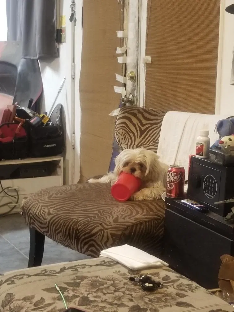 Lost dog in Campbell, CA, 95008