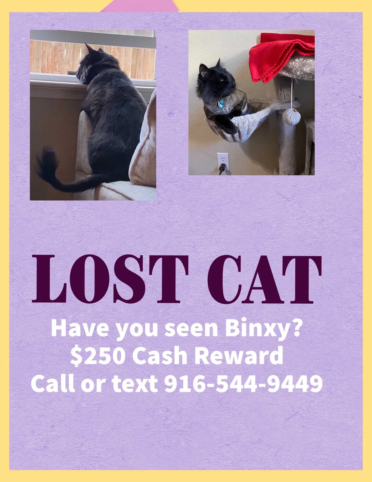 Lost cat in Elk Grove, CA, 95758