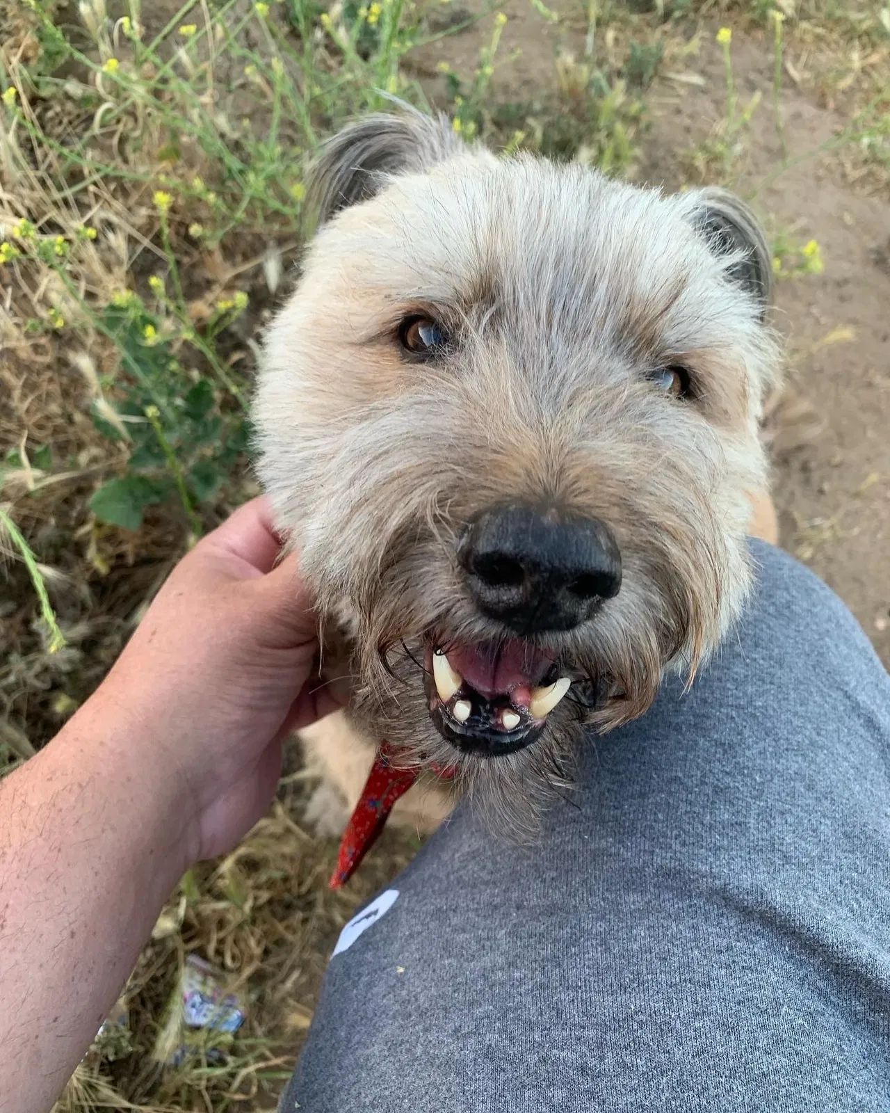 Lost dog in Lakeside, CA, 92040