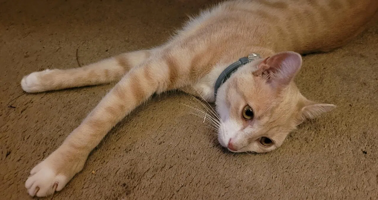 Lost cat in Flintstone, GA, 30725