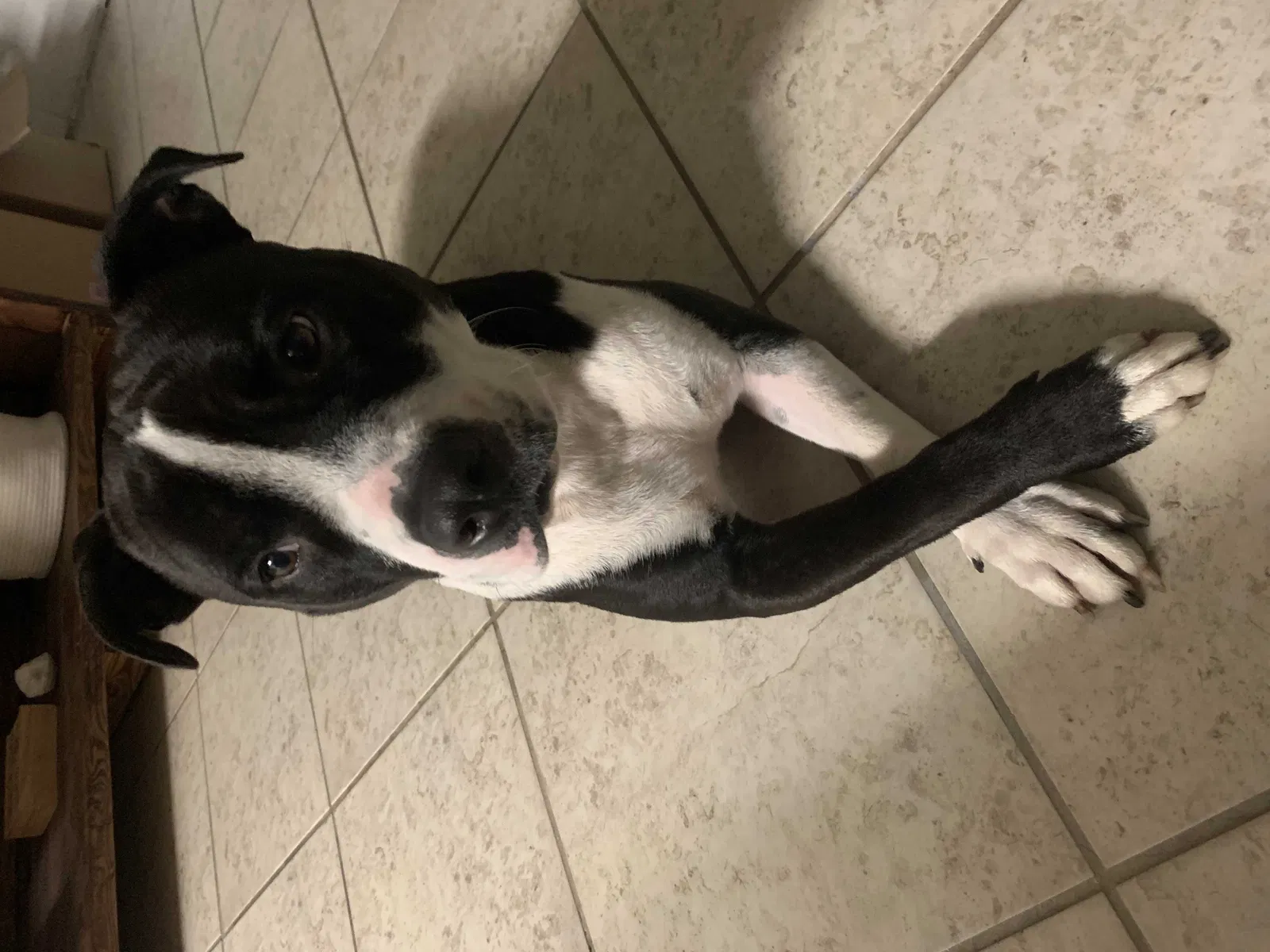 Lost dog in Fort Pierce, FL, 34950