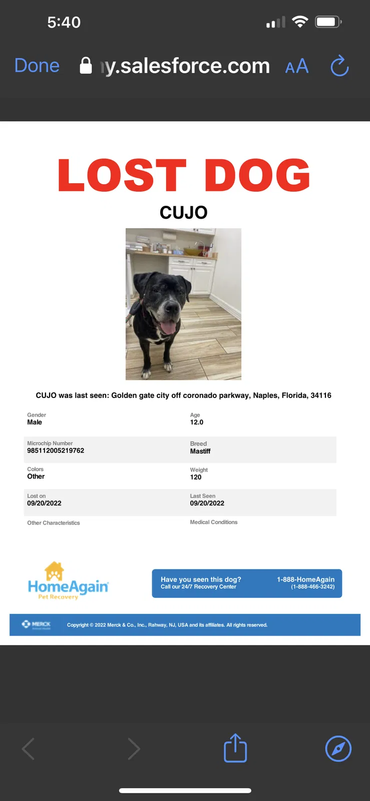 Lost dog in Naples, FL, 34116