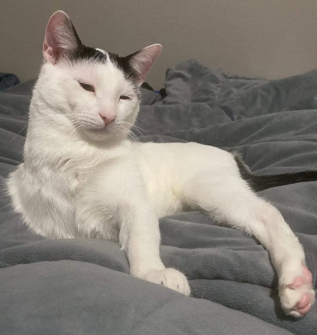 Lost cat in Dallas, TX, 75227