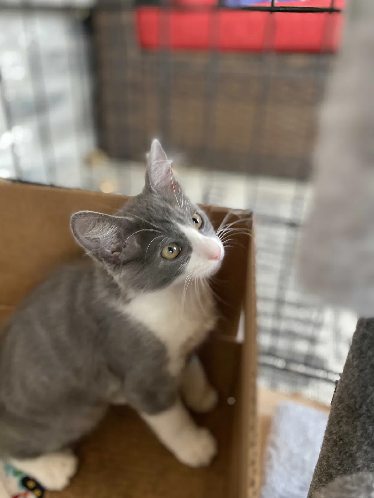 Lost cat in Cleburne, TX, 76031