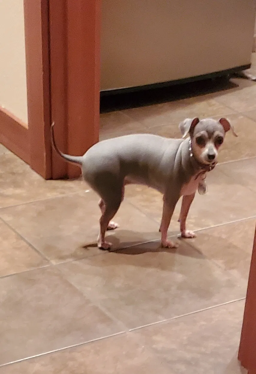 Lost dog in Everett, WA, 98201