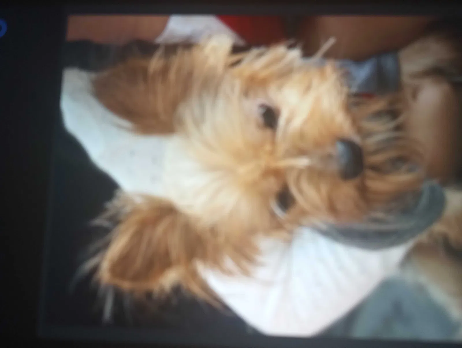 Lost dog in Bronx, NY, 10459