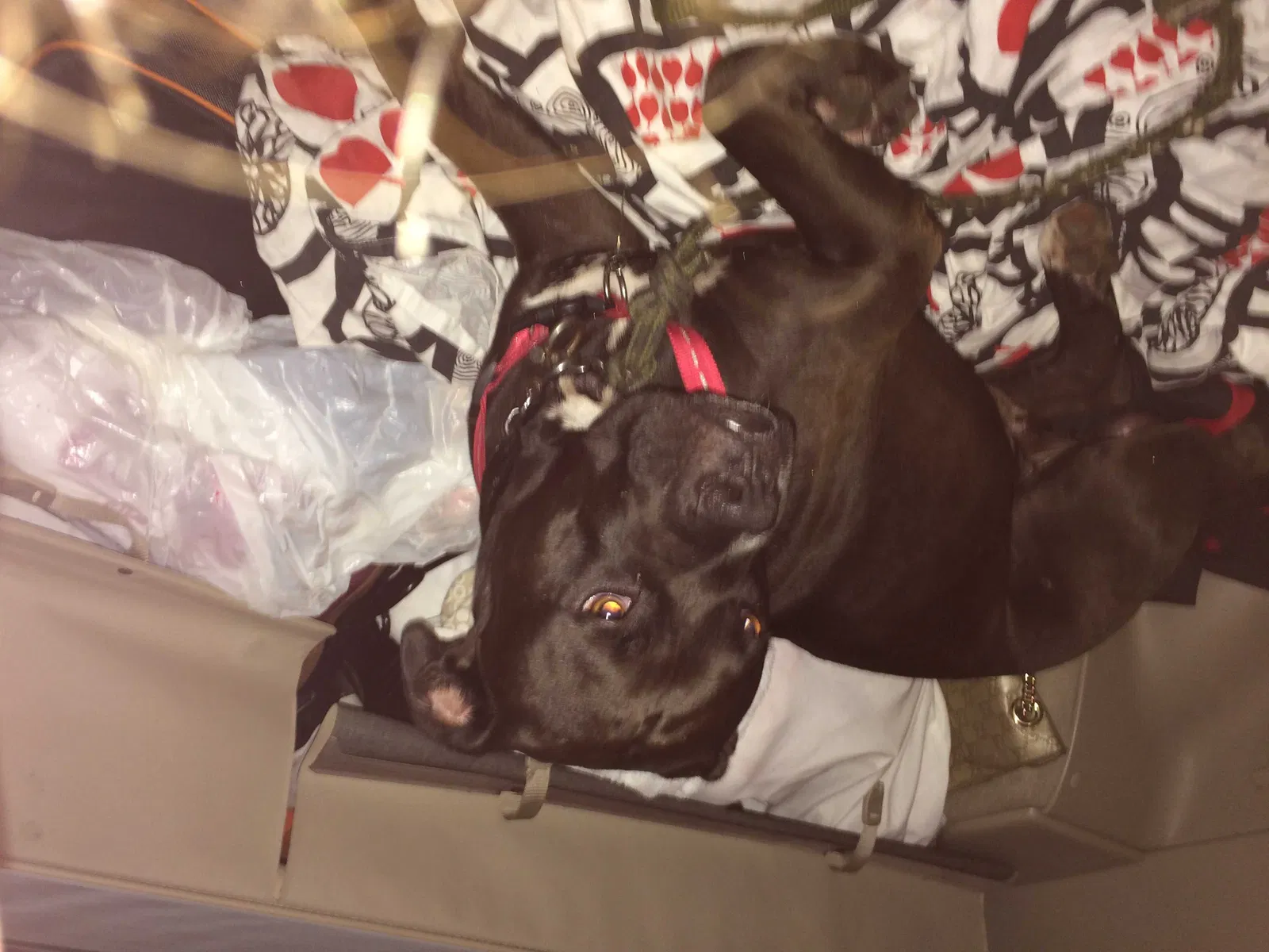 Lost dog in Houston, TX, 77092