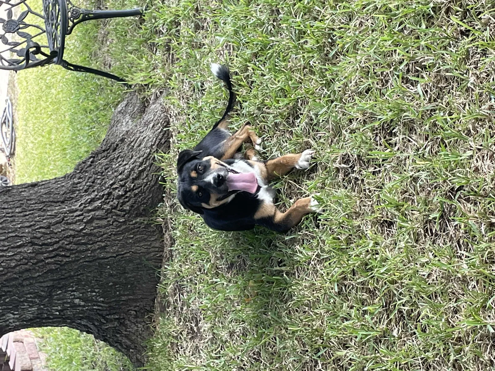 Found dog in San Antonio, TX, 78250