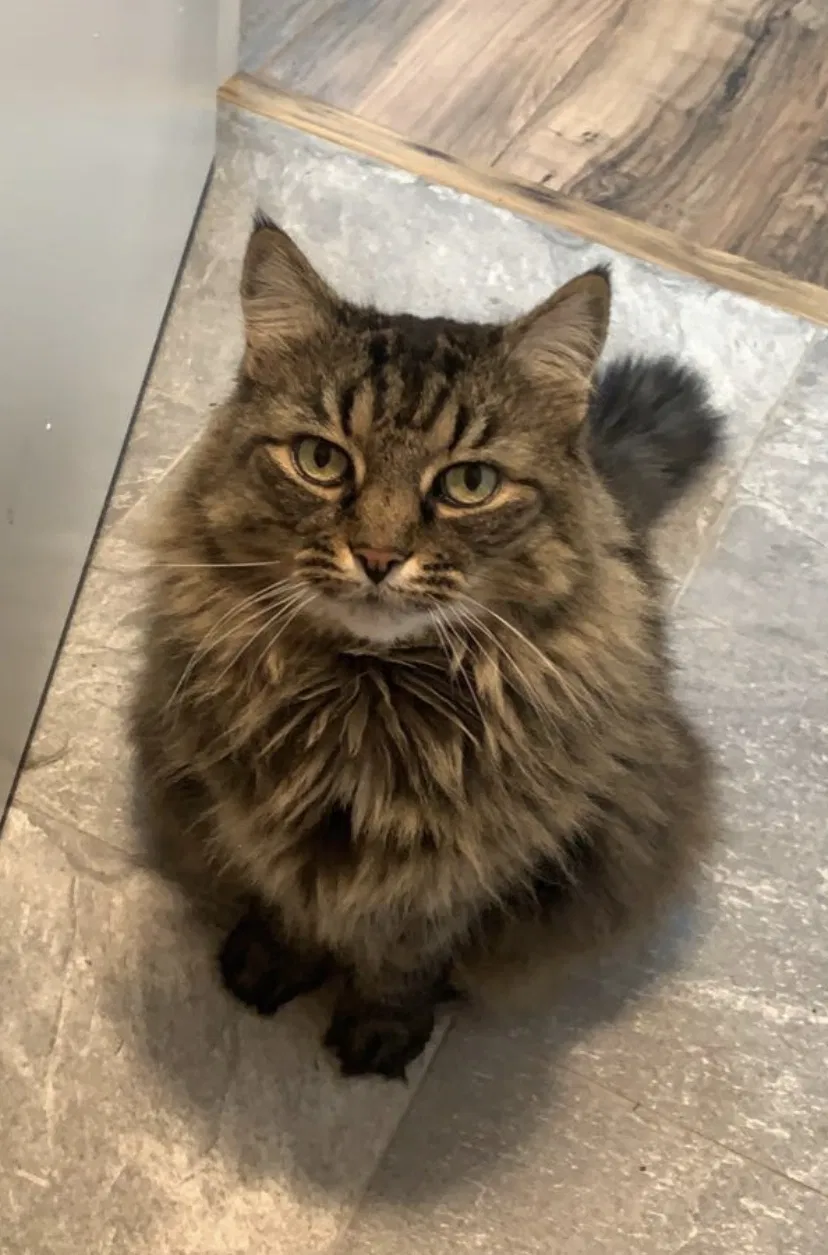 Lost cat in Branford, CT, 6405