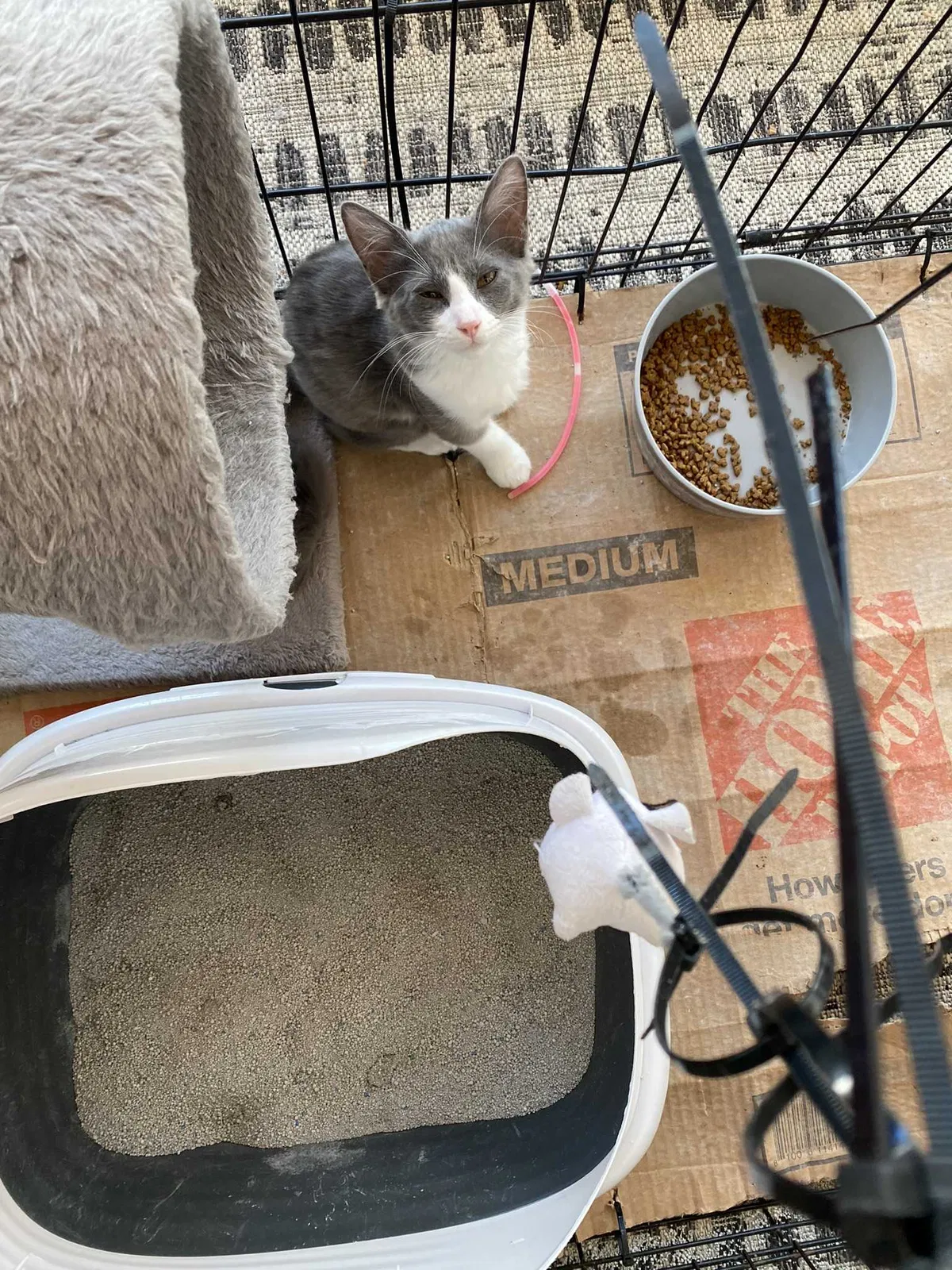 Lost cat in Unknown, TX, 0