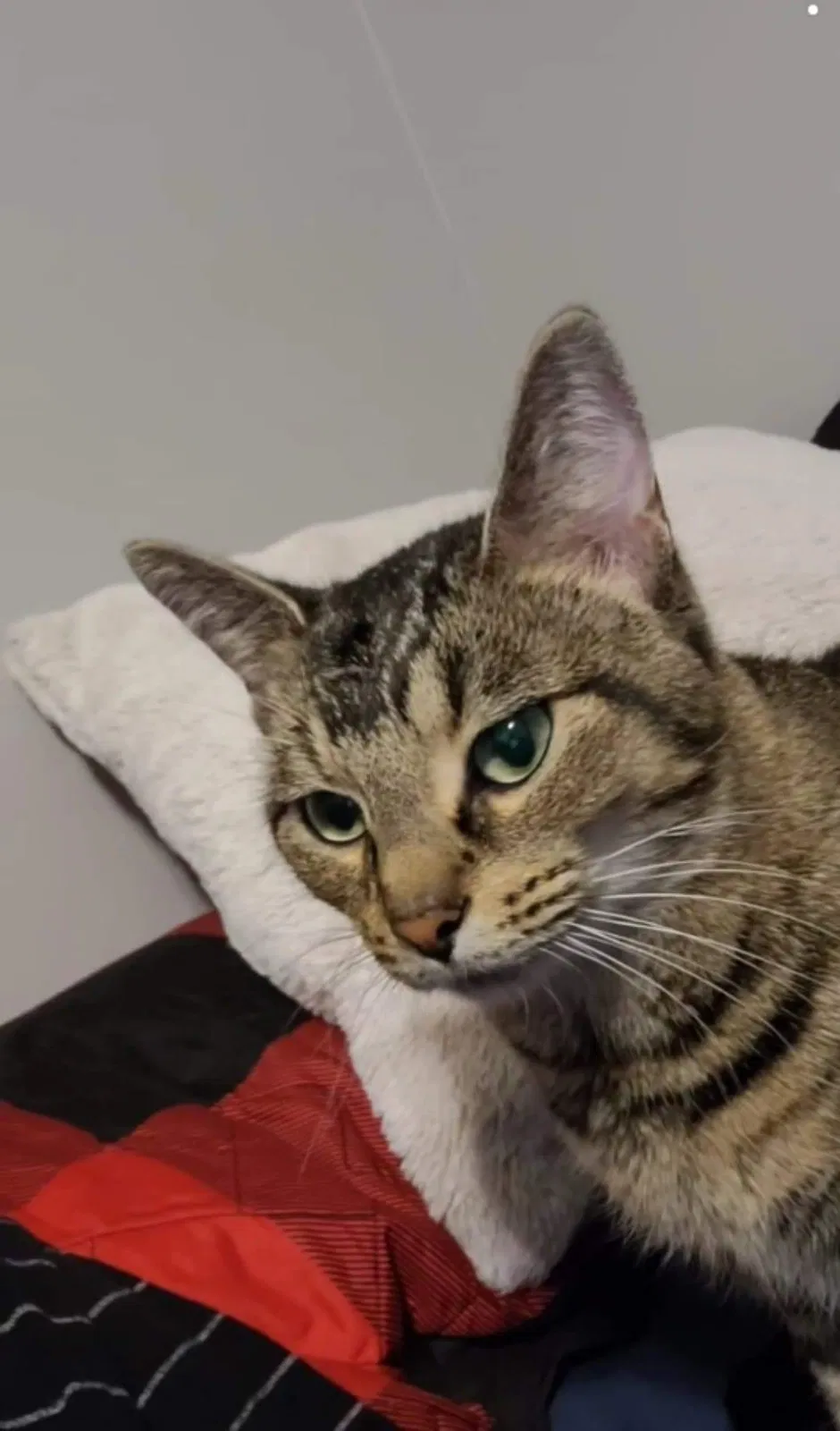 Lost cat in Springfield, MO, 65807
