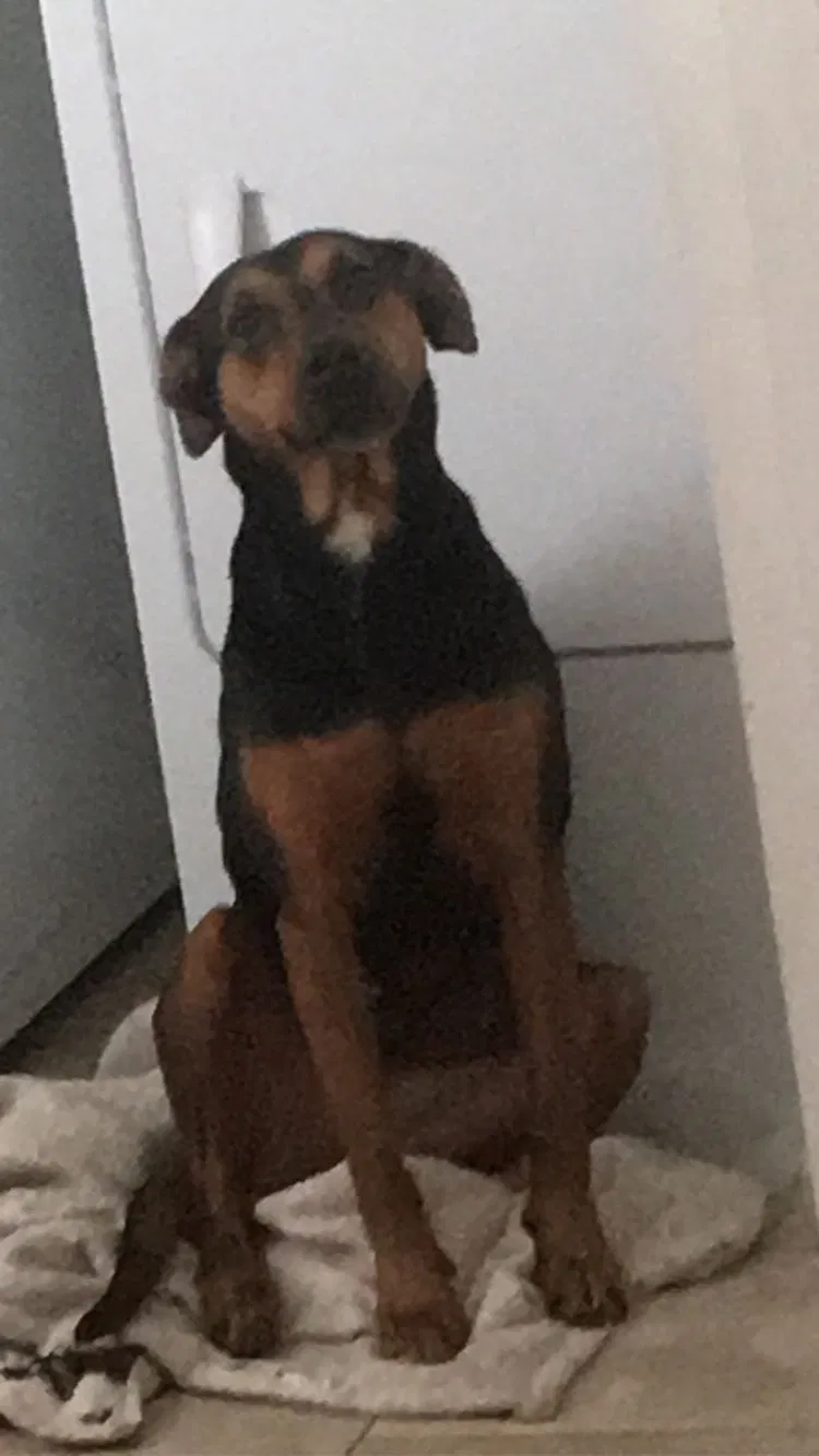 Lost dog in Ponca City, OK, 74601