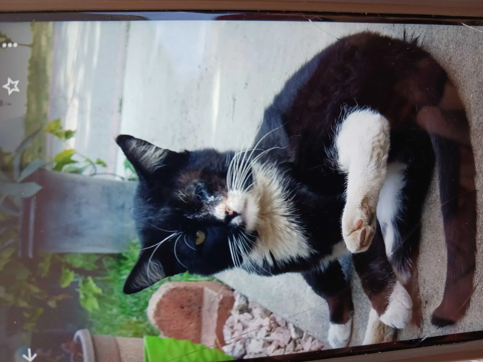 Lost cat in Riverside, CA, 92505