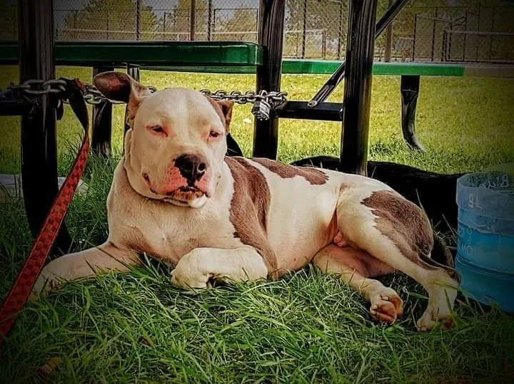 Lost dog in Salt Lake City, UT, 84104